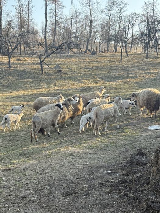 ‼️‼️‼️Vand oii ‼️‼️‼️‼️