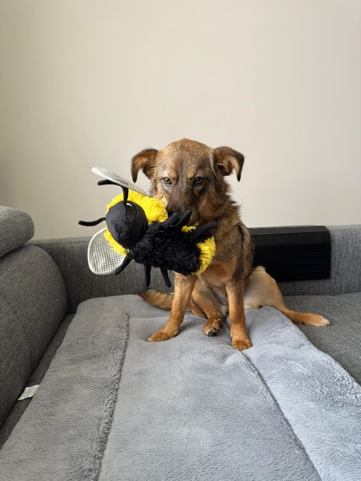 Pet sitter - cazare animale pisici, căței, animale exotice