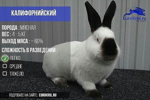 Калифорния зоти қуёнлари