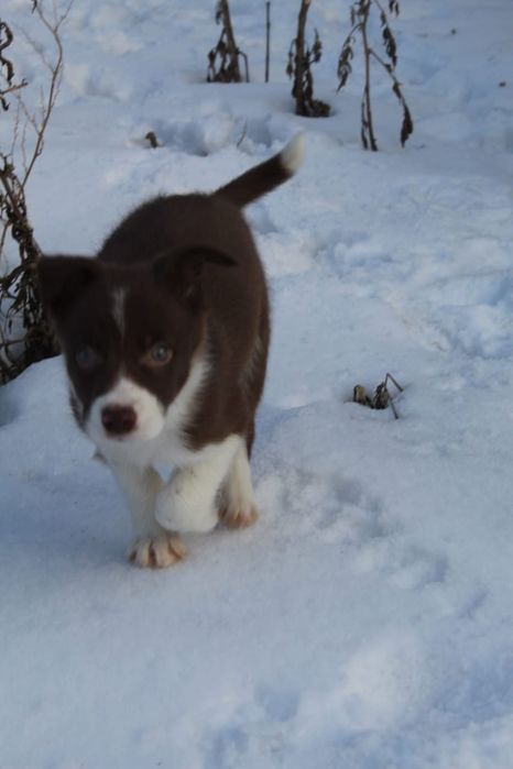 бордер колли щенок