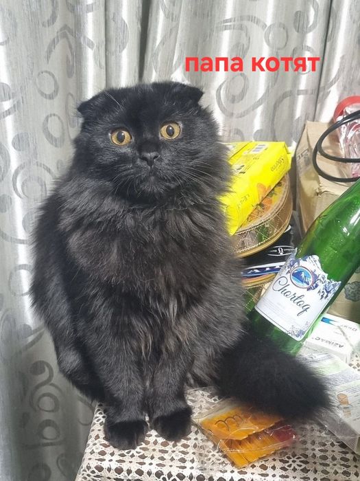 Бронь. 29.01. Продаётся породистые котята скотиши