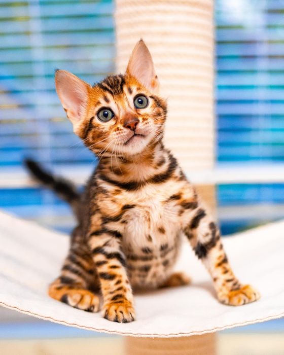 Бенгальские клубные котята