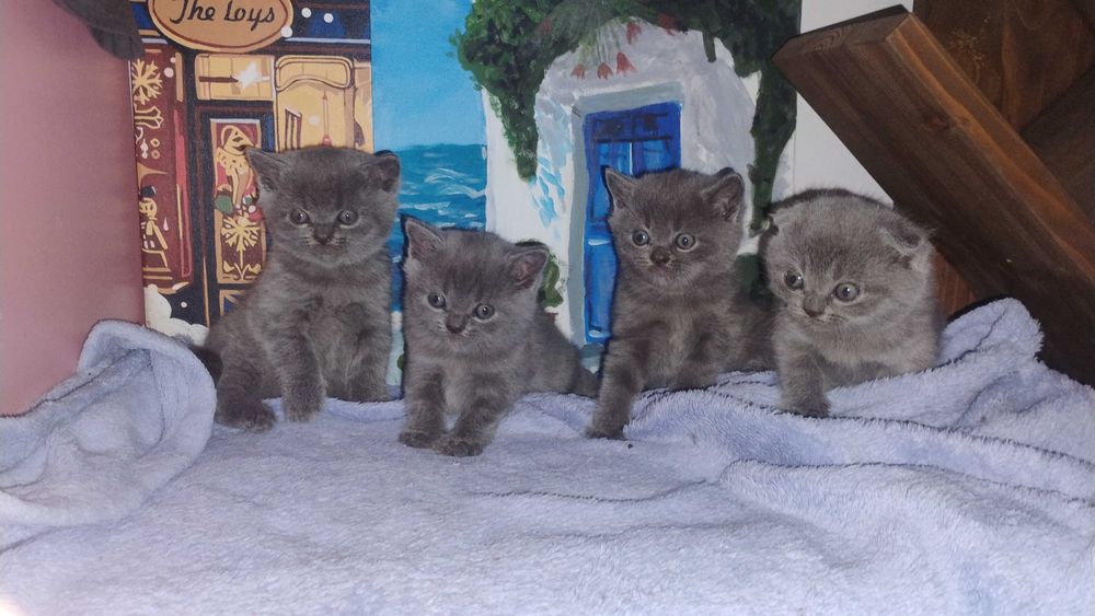 Британски късокосмести Шотландска клепоухаа