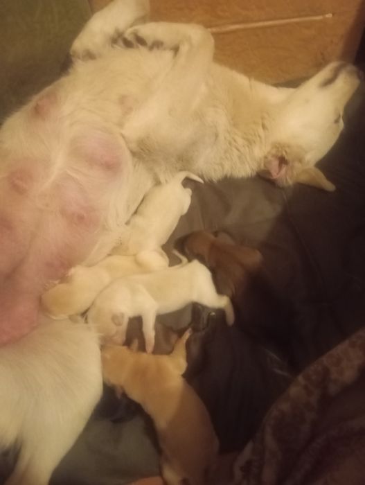 Щенки в добрые руки