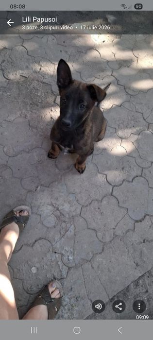 Donez câine ciobănesc belgian circa un an si jumătate