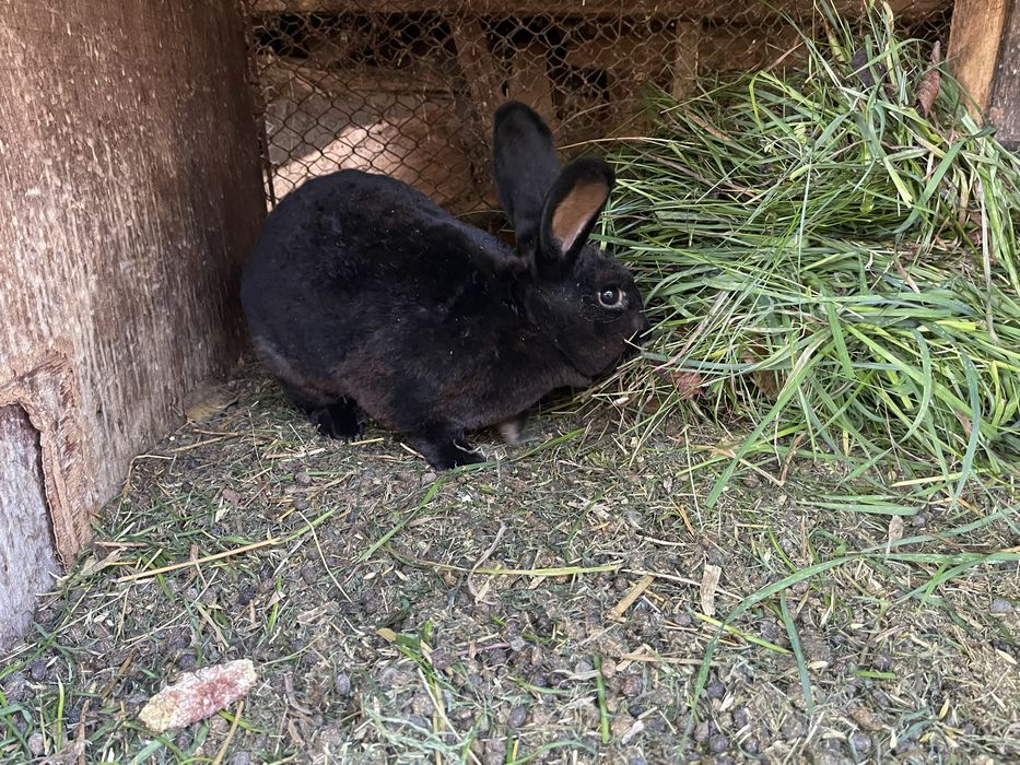 Iepuri Rex Albastru, Rex Otter, Rex Gri, Rex Negru, Rex Alb