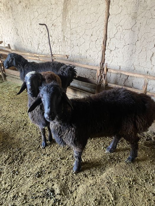 Баран бордакы жасынан аскан