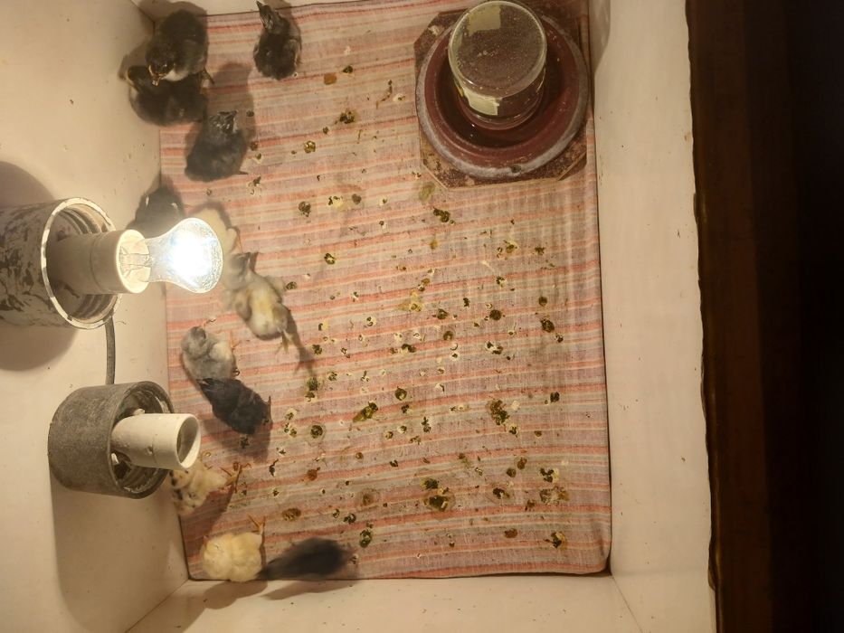 Жожалар цыпленки jojalar