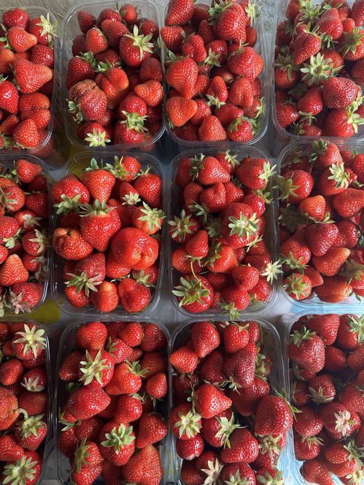 Stoloni capsuni Elsanta