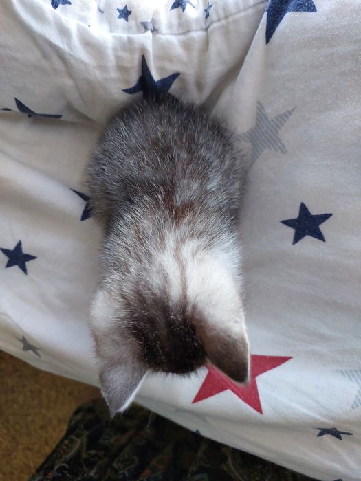 Котёнок девочка 1,5 месяца