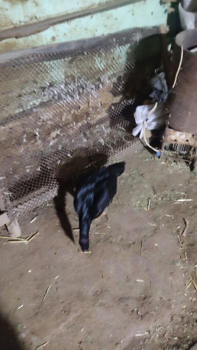 Kulangi tovuq sotiladi