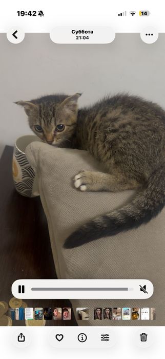 Котенок 2 месяцев