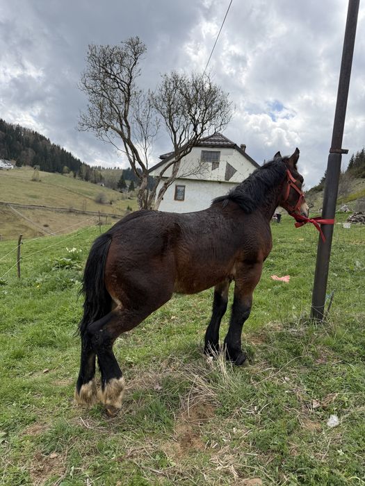 Manz de vanzare armasar