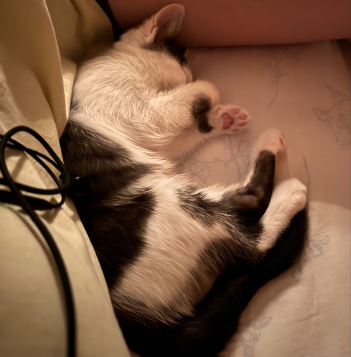 Кошечка и ее котенок  в добрые руки!