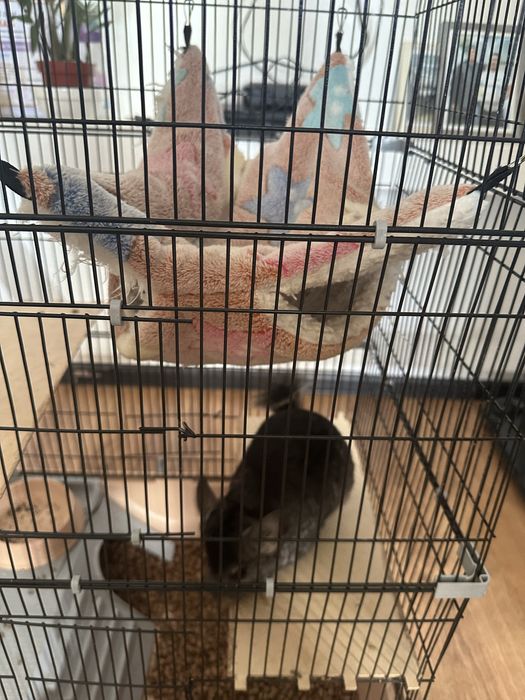 Продам шиншилла вместе клетками со всеми
