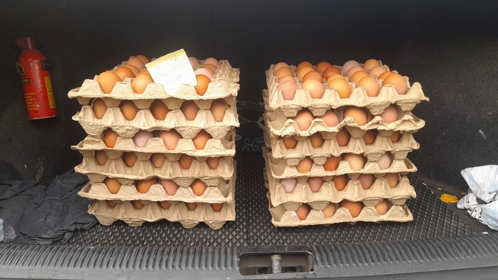 Домашние куриные яйца