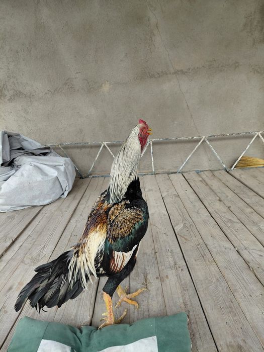 Бойцовы кораз дакан петух