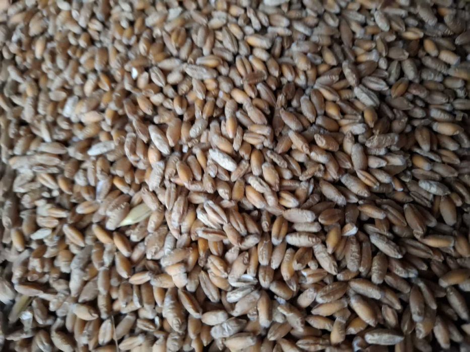 creale amestec  ,orz  triticale