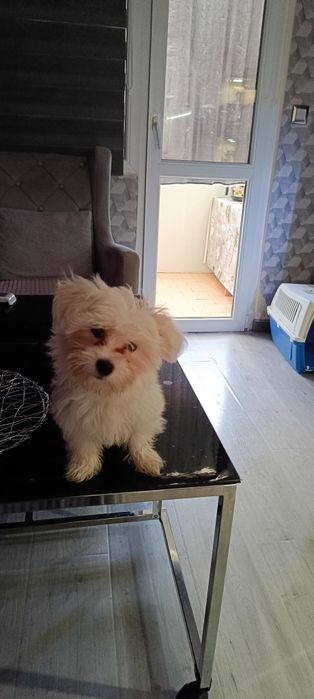 малтийска болонка