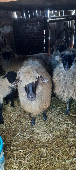 Vând oi.  Preț negociabil!