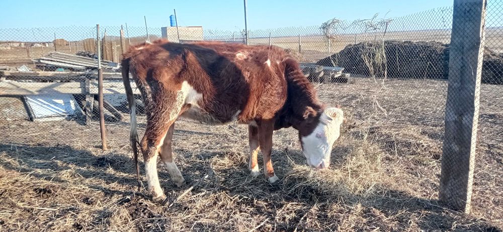 Корова, стельная