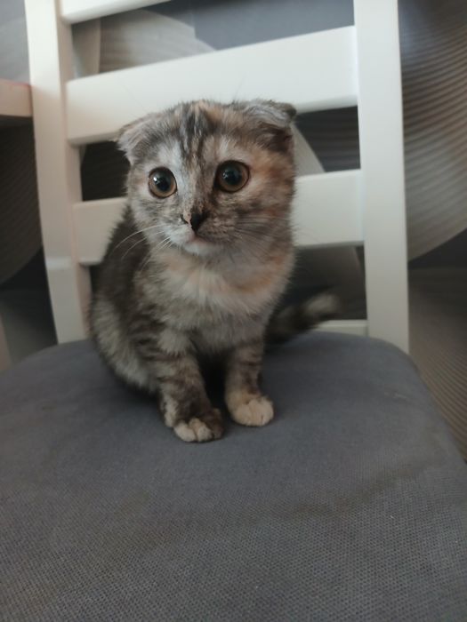 Котёнок бесплатно