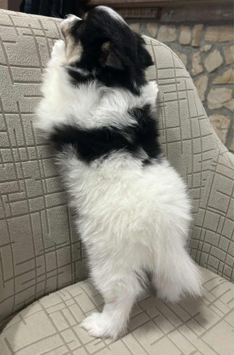 Немски шпиц мъници