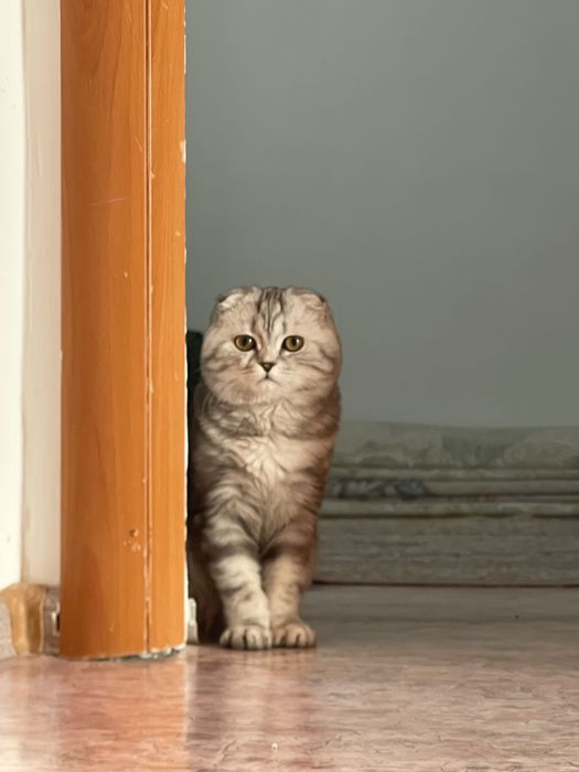 По 5000 тг кот и кошка шотландской, вислоухой породы
