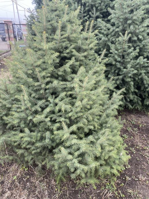 Продажа Елок Тургень