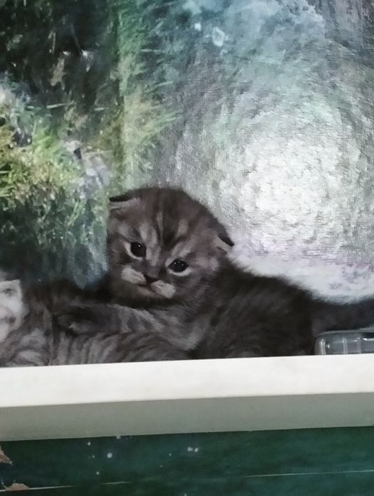 Продются котята шотландские