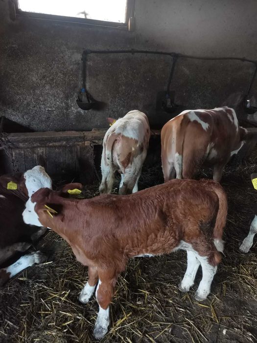 taurasi de 2 saptamani pana la 3 luni