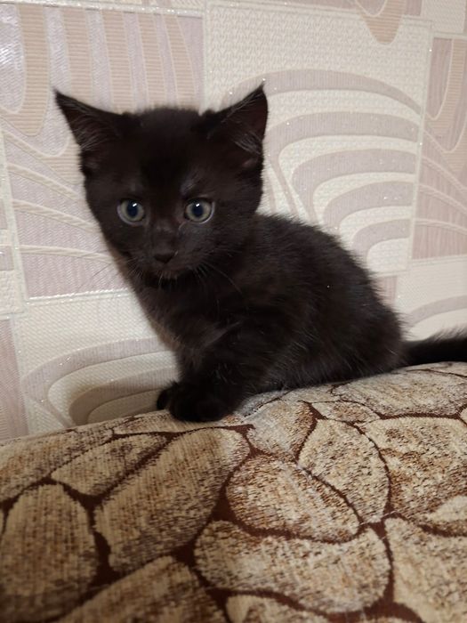 Отдам котят, турксибский район