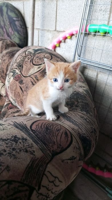 Домашние котята даром