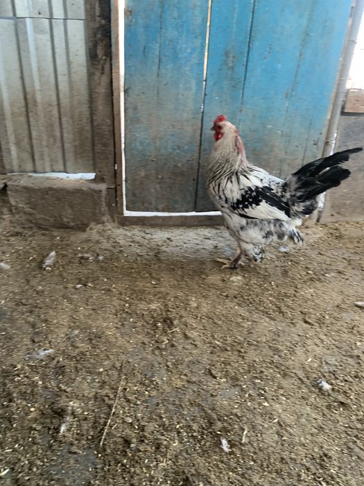 Продается Петушки Пародистые