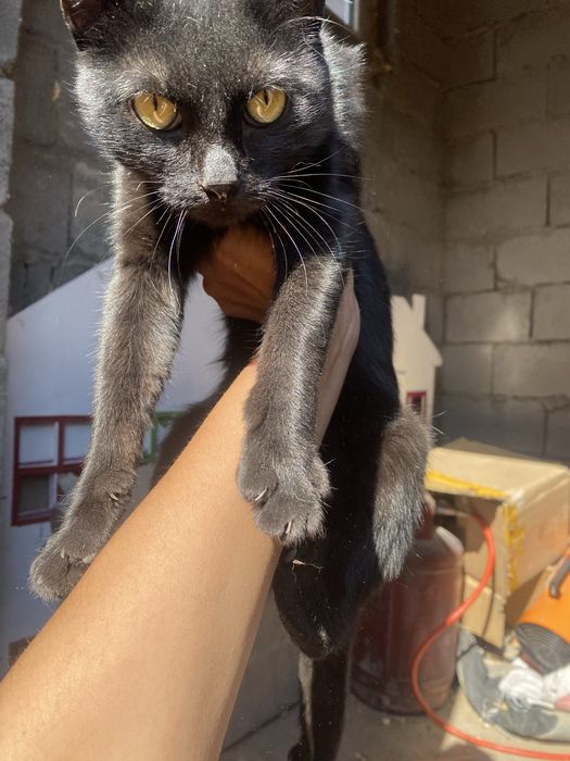 Отдаю кота. На половину дикий. Родители крысоловы с улицы.