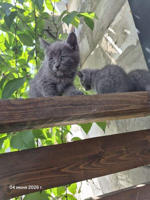 Отдам котят бесплатно
