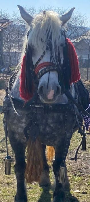 Eapă de 5 ani 8,9 sute kg  a făta mai are o lună