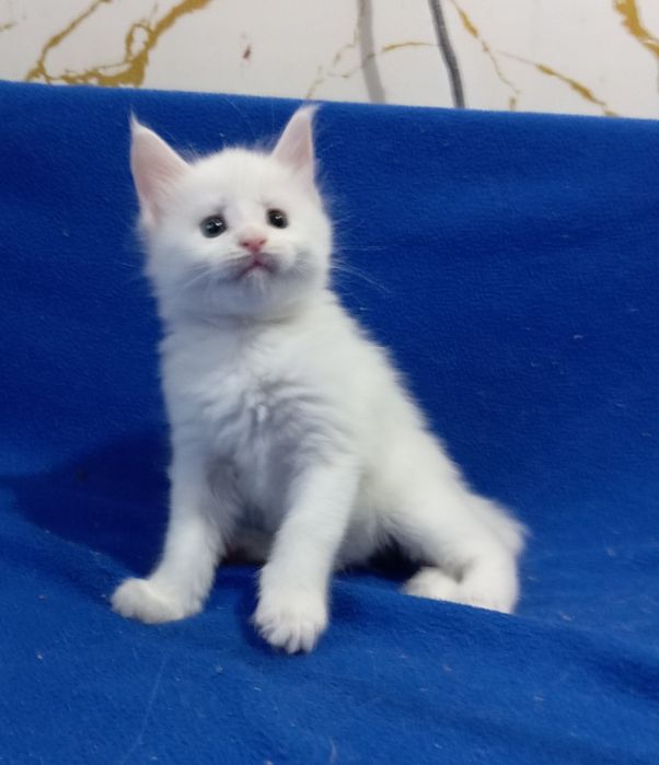 Котята породы Мейн Кун