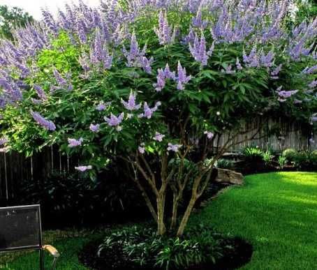 Аврамово дърво , Витекс агнус кастус