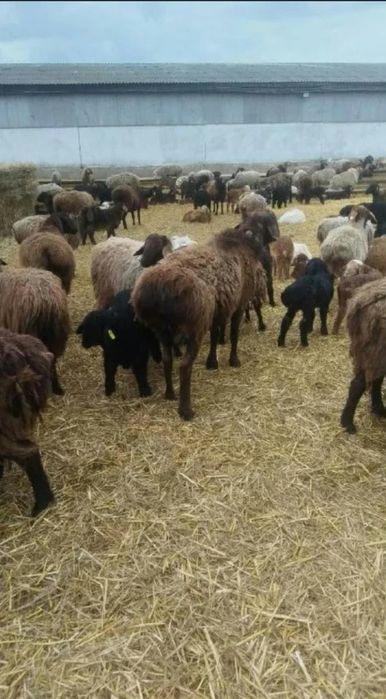 Продам 20 голов овец на развод