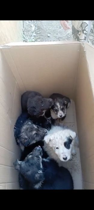 Отдам щенков звоночки