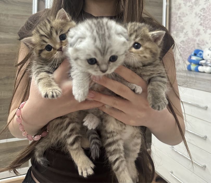 Породистые котята