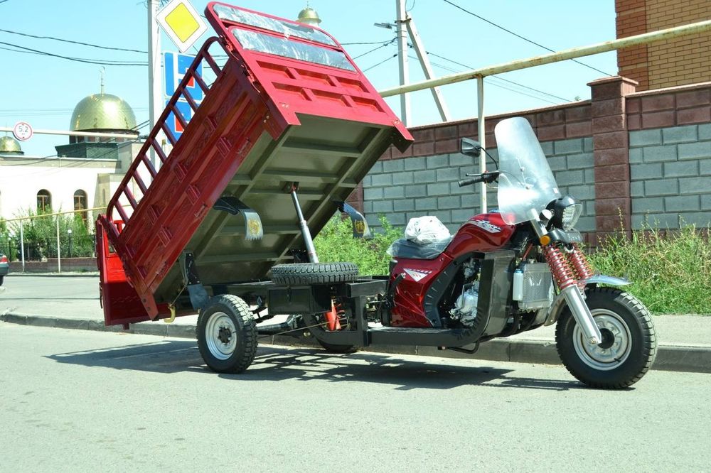 Муравей  трисикыл  новый