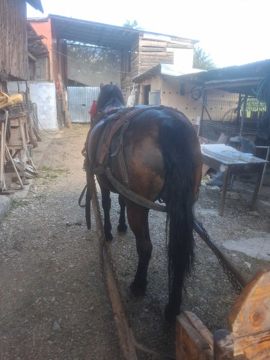 Vand iapa de 9 ani si manza de 1.3 ani