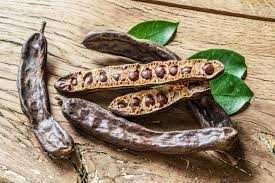 Рожков - Ceratonia siliqua L. - Фиданки