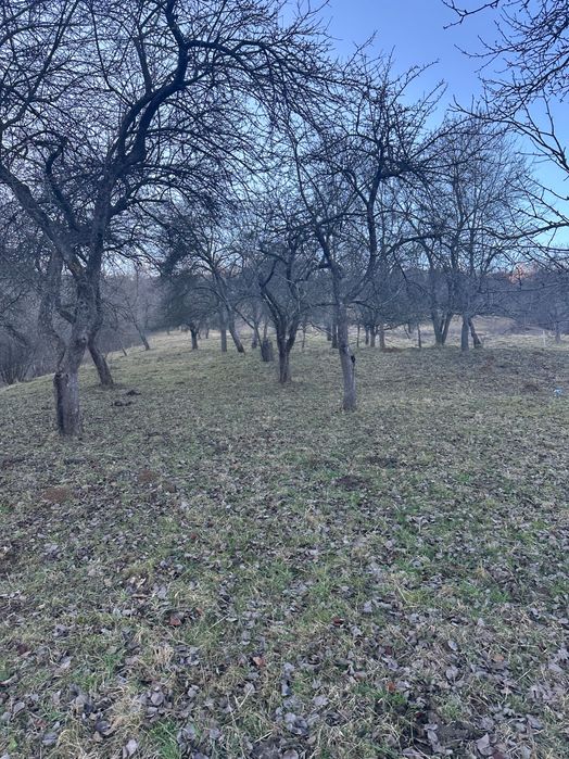 Teren de vanzare Bran 11150