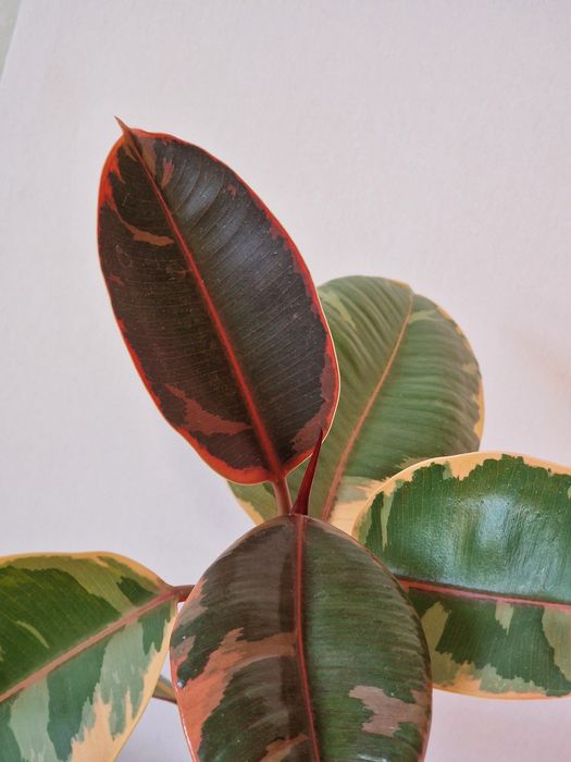 Фикус "Беллиз" верхушка