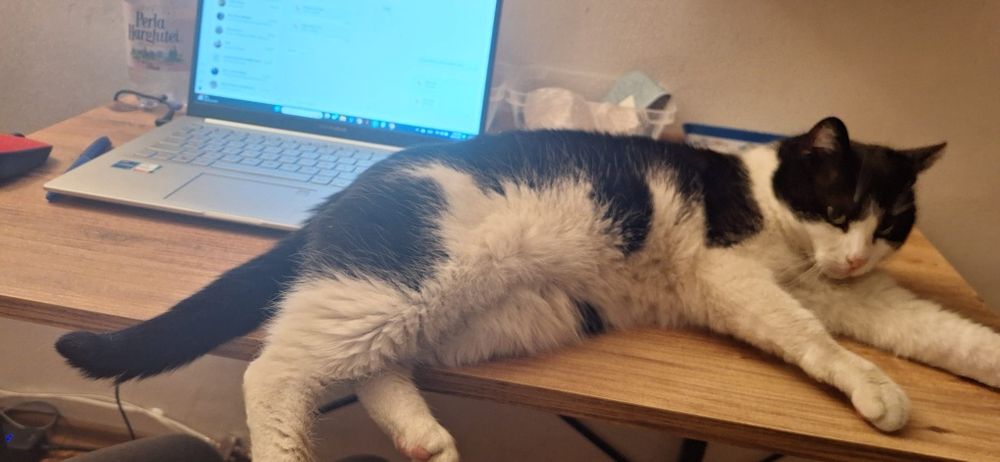 Mica pisica cauta familie pe bune