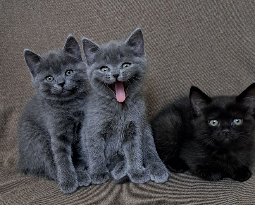 Продаётся Котята скоттиш страйт