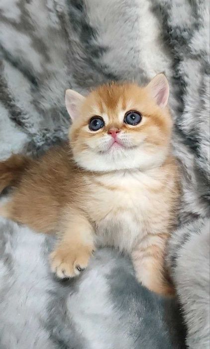 золотая шиншила мальчик чистокровный 100%